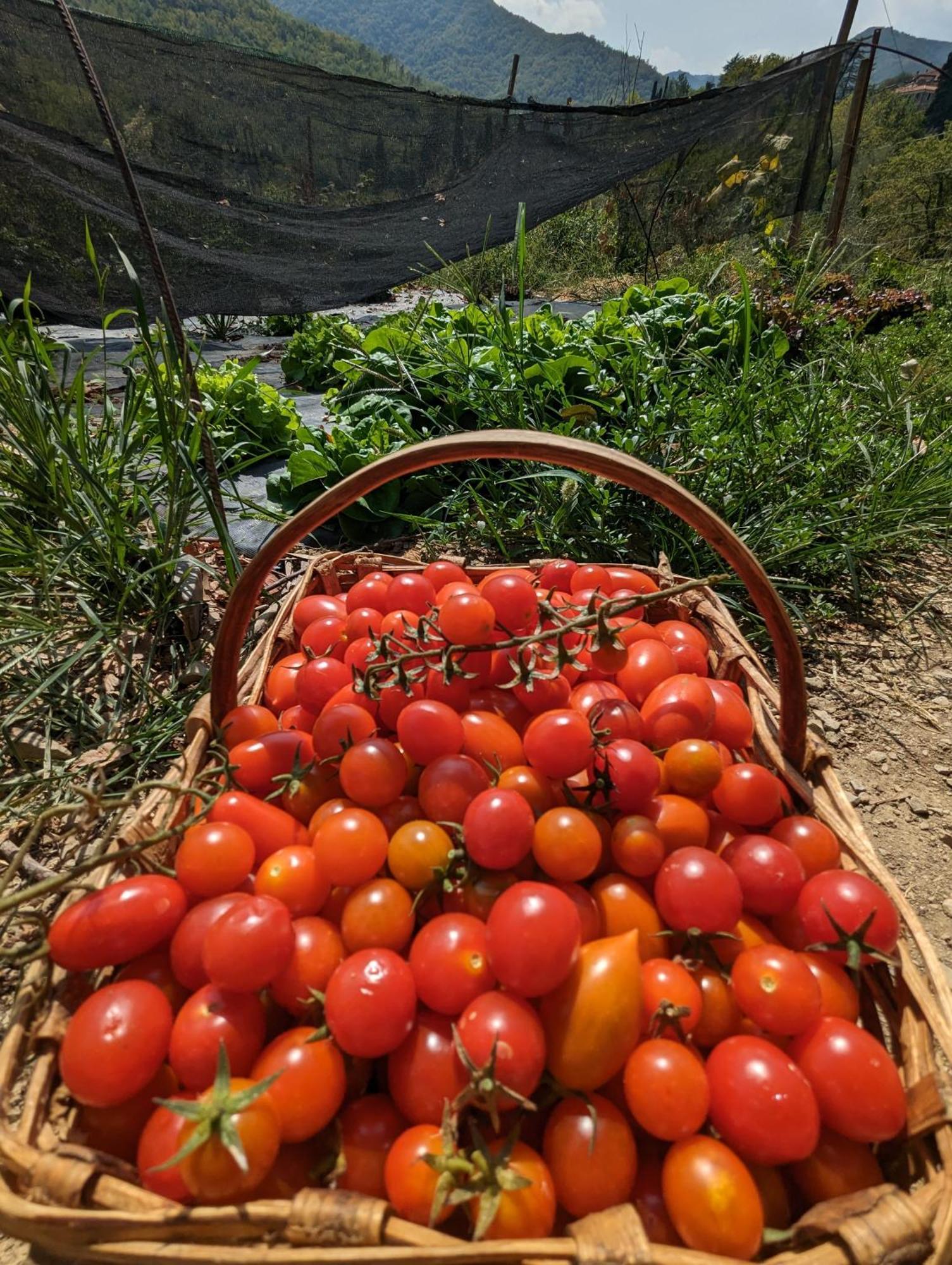גרלנדה Agriturismo A Canonica מראה חיצוני תמונה