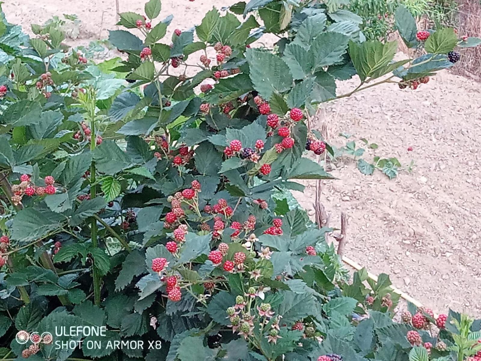 גרלנדה Agriturismo A Canonica מראה חיצוני תמונה
