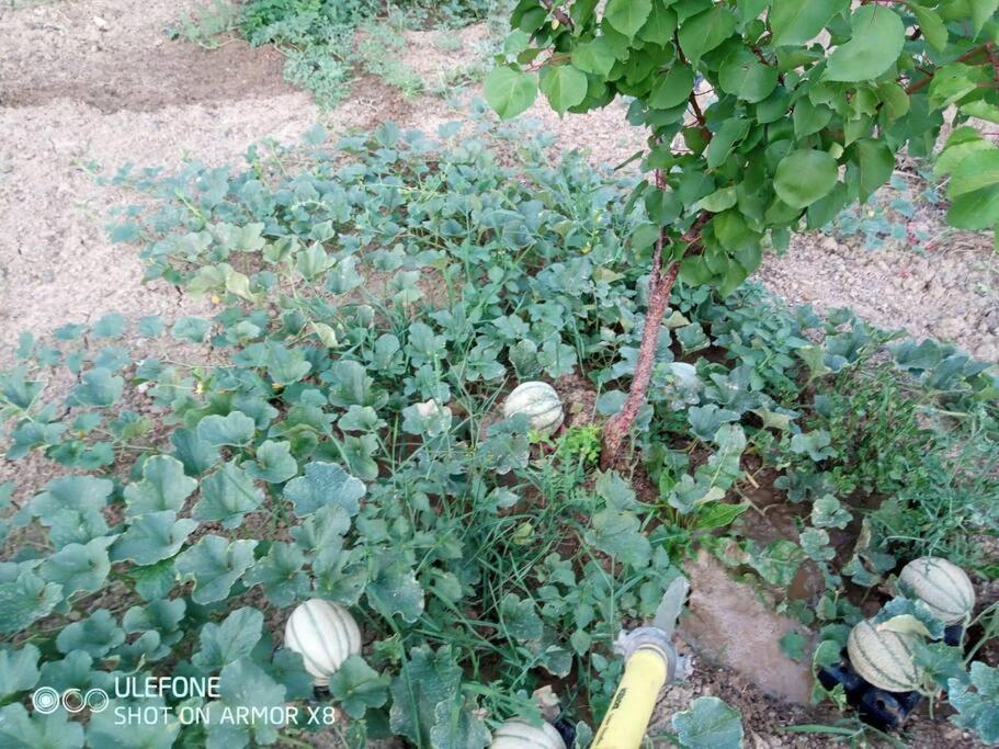 גרלנדה Agriturismo A Canonica מראה חיצוני תמונה
